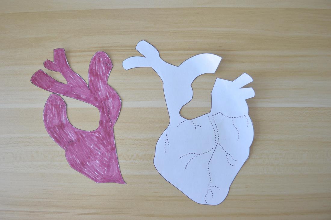 anatomical heart pdf pattern