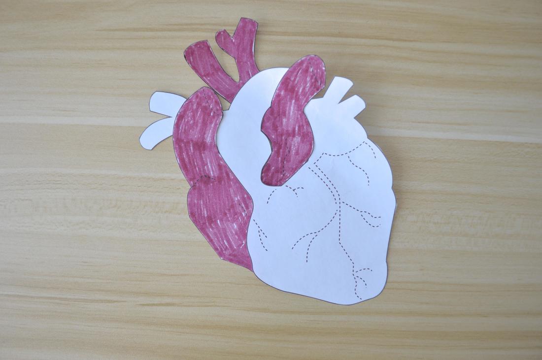 anatomical heart sewing pattern